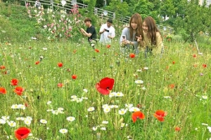 도봉 ‘중랑천 들꽃단지’서 인생샷