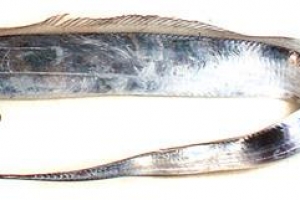 제주 1인 갈치조업 시대