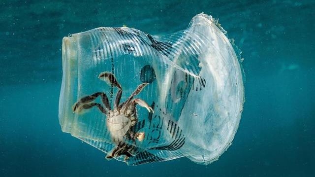 하루 1억 6300만장의 일회용 플라스틱 봉지를 사용하는 필리핀의 한 바다에서 게가 플라스틱 컵 속에 갇혀 있다. 필리핀 EPA 연합뉴스