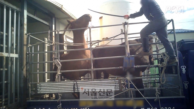 국제동물보호단체 페타(PETA)가 지난 21일 추가로 공개한 제주도 말 도축장 학대 영상 캡처. [페타 제공]