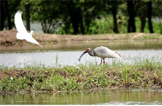 따오기 환경부 제공