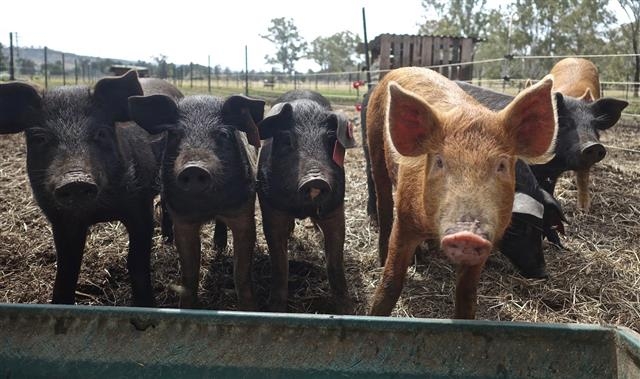 아시아와 아프리카 지역은 ‘아프리카 돼지 열병’으로, 미주 지역은 ‘돼지 유행성 설사바이러스’ 때문에 양돈 농가의 피해가 심각한 상황이다. 픽사베이 제공