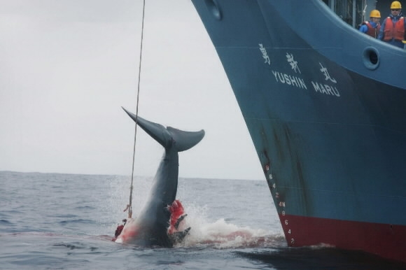일본 고래잡이 어선