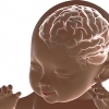 태아의 신경발달 과정과 뇌 성장 비밀 풀렸다