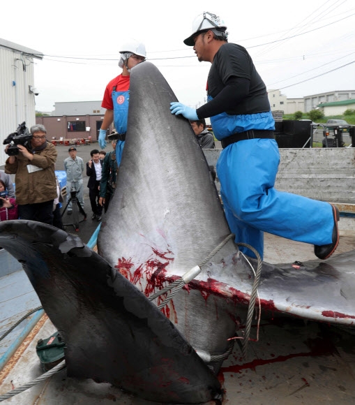 일본이 상업 포경에 들어간 첫날인 1일 홋카이도 구시로항에서 인부들이 포획된 밍크고래를 해체작업장으로 옮기기 전에 꼬리 부분을 자르고 있다. EPA 연합뉴스