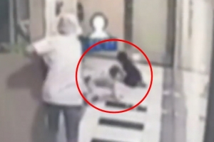 폭스테리어 견주 70대 할머니 “안락사 절대 못 시켜”