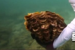 태국 측 ‘정글의 법칙’ 수사 요청 “대왕조개 채취+요리 불법”