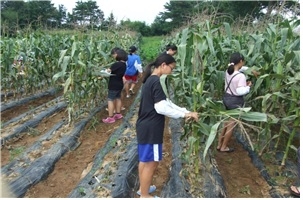 파주 한배미마을 옥수수 수확 체험 농림축산식품부 한배미마을 제공  
