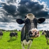 [달콤한 사이언스]젖소 장내미생물 바꾸면 우유맛↑ 온실가스↓