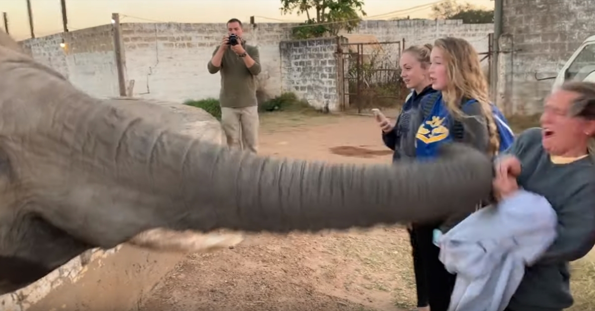 ‘사진 찍지 마!’ 기다란 코로 스마트폰 든 여성 때린 코끼리