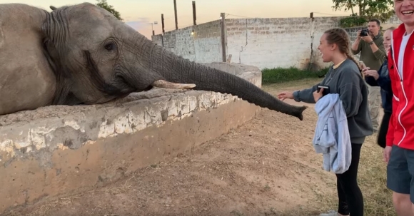‘사진 찍지 마!’ 기다란 코로 스마트폰 든 여성 때린 코끼리