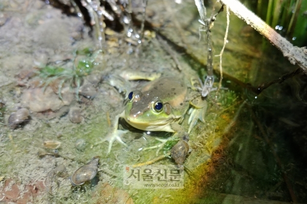 인천 계양신도시서 멸종위기 금개구리 수백마리 발견