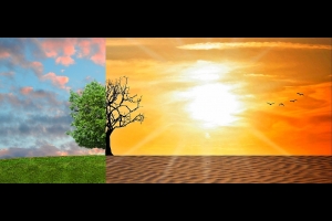 폭염에도 끄떡 없는 식물 나온다