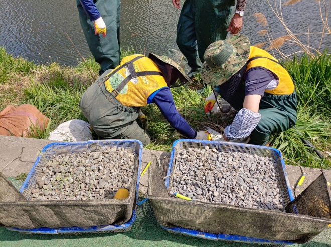 성남시 환경정책과 직원들이 탄천에서 배스 산란 시기인 4월~6월 말 인공산란장을 설치 수정란을 제거하고 있다. 성남시 제공 