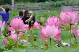 더위도 연꽃 앞에선 멈춰선다