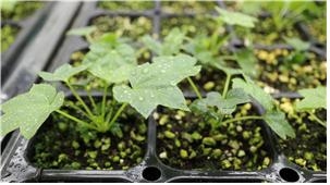 산림청 국립산림과학원이 가시없는 신품종 음나무에서 손톱보다 작은 엽 재료를 추출해 체세포배(인공씨눈)를 유도해 생산한 묘목. 국립산림과학원 제공