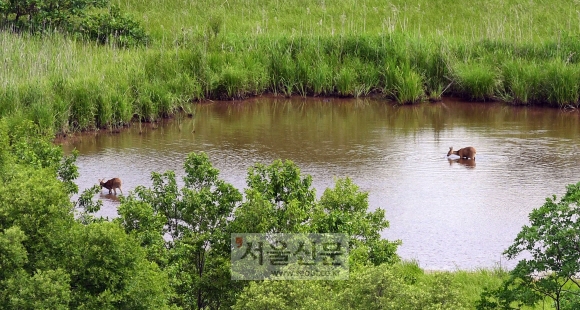도보 안보견학 코스가 만들어질 예정인 철원 육군 6사단 DMZ에 있는 ‘고라니 연못’에서 고라니들이 물을 마시고 있다. 철원 정연호 기자 tpgod@seoul.co.kr