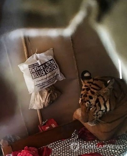 인도 가정집 침대에서 팔베개하고 ‘꿀잠’ 자는 호랑이. 인도 야생동물보호협회(WTI) 제공·AFP=연합뉴스