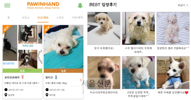 포인핸드 앱에 올라온 유기동물 정보