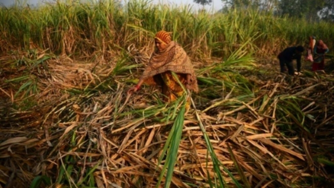 사탕수수를 수확하고 있는 인도 여성