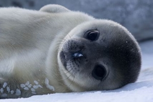 국내 연구진 ‘남극 순둥이’ 웨델물범의 펭귄 사냥모습 첫 포착
