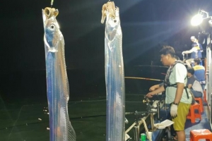 목포 도심 앞바다에서 야경 보며 은갈치 낚아봐요