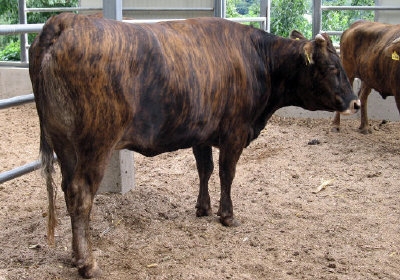 울릉군이 육성 중인 전통 한우 ‘칡소’. 서울신문 포토라이버러리