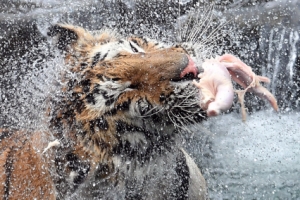 [포토인사이트]호랑이날 기념 특식