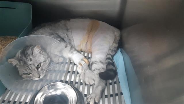 서울 서대문구 홍은동에서 학대를 받은 것으로 의심되는 고양이가 치료를 받은 뒤 동물병원에 힘없이 누워 있다. 이 고양이는 배에서 허리 아래까지 사람이 때려서 난 것으로 보이는 상처가 발견됐다. A씨 제공