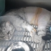 또 고양이 비명… 동물이 ‘물건’인가요