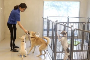댕댕이 진료·교육비 지원합니다… 유기견 입양률 75% 이끈 서초