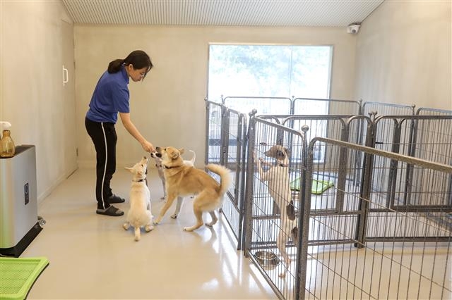 지난달 30일 서울 서초구 동물사랑센터에서 직원이 센터에서 돌보는 유기견에게 먹이를 주고 있다. 서초구 제공