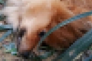 아파트 화단에서 몸통 꺾인 포메라니안 사체 발견…학대 의심