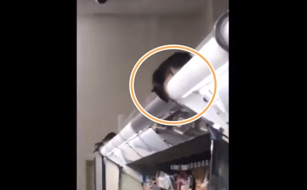 2019. 8. 5. 도쿄 시부야의 한 편의점에 쥐 6마리가 돌아다니는 모습. 유튜브 영상 캡처
