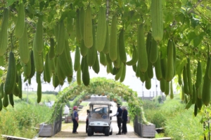 ‘주렁주렁’ 탐스럽게 익은 수세미