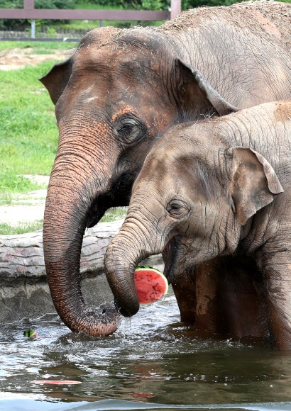 사이좋게 수박 먹는 코끼리들