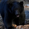 [동영상] 빈집에 들어온 흑곰 분노의 발길질? “음식이 왜 없냐고?”