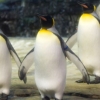 “베를린동물원의 게이 황제펭귄 커플, 암컷이 버린 알 열심히 품어”