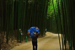 이제 백리를 간다…십리대숲의 변신
