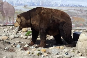 [사이언스 브런치] 2만 4000년 전 동굴곰 멸종 원인도 인간