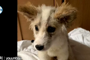 ‘나혼자산다’ 성훈 “유기견이 생기지 않게 해주세요” [SSEN리뷰]