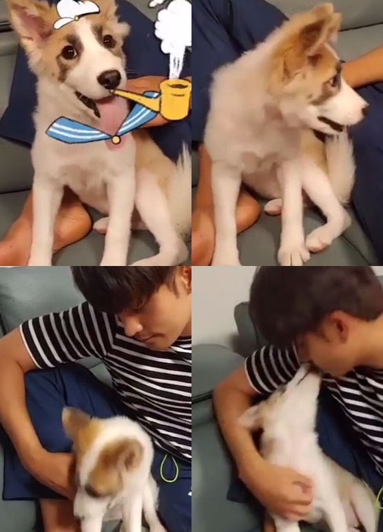 성훈 유기견 입양