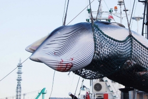 고래고기 1700kg 항공편으로 밀수한 일당 집행유예