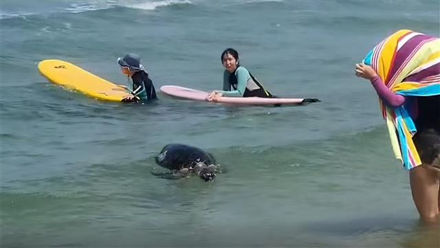포항 흥해 앞바다에 나타난 푸른바다 거북