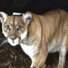 美 LA, 퓨마 보호 위해 생태 고가도로 건설에 1000억원 투입