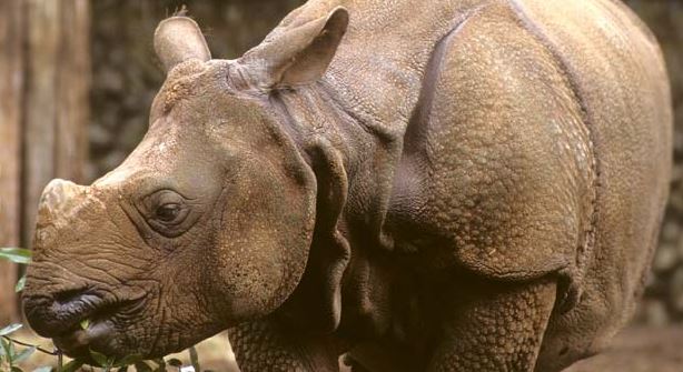 　다마동물공원에서 사육되고 있는 코뿔소 3마리 중 한 마리. 다마동물공원 홈페이지 