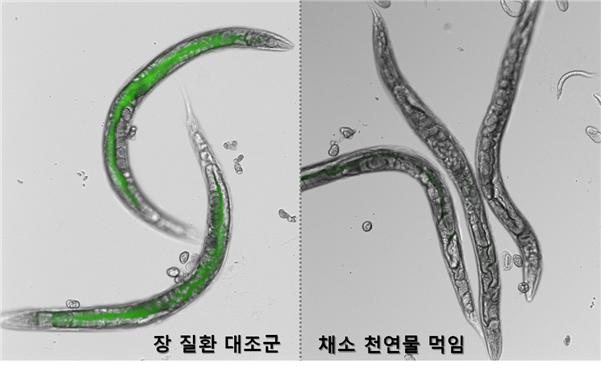 예쁜꼬마선충 이용 장 건강 개선 실험