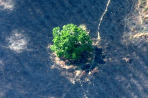 [포토인사이트] 불타는 아마존, 언제쯤 끝날까