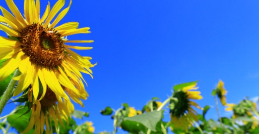 [포토인사이트] 오늘 날씨 ‘가을 가을해’