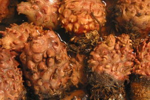 먹고 난 멍게껍질로 유해가스 탐지 센서 만든다